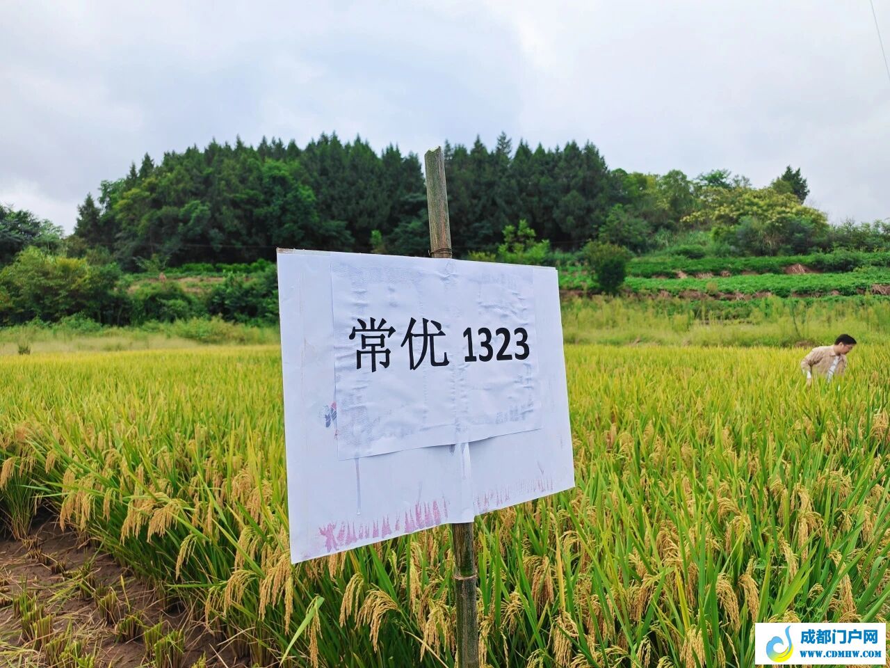 852公斤！成都东部新区水稻亩产破纪录